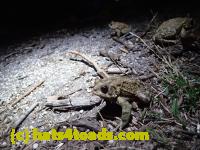 /home//u458753944/public_html/sourcegallery//Roxborough Toad Detour/2013-2019/2017/P4110711.JPG